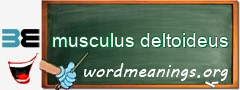 WordMeaning blackboard for musculus deltoideus